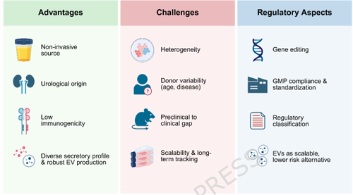 Urine-derived stem cells in kidney disease: progress, challenges, and future directions 
